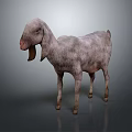 Gray Goat with Long Ears Standing on Gray Background with Reflective Surface 3d model