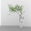 White Hexagonal Vase With Green Leaf Plant Against White Wall And Gray Floor