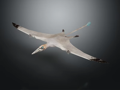 Flying Pterosaur With Extended Wings Long Beak And Blue Tip Tail Soaring Through Sky 3d model