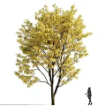 Tall Deciduous Tree With Yellow Leaves And Small Person Standing Nearby