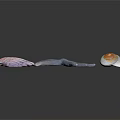 Organ And Hair Biological Specimens For Educational Biological Study