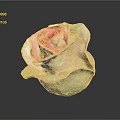 Beautiful Pink And White Gradient Rose With Soft Petals In Elegant Bloom Against Dark Background