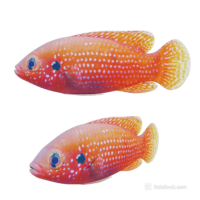 Pair of Vibrant Orange Tropical Fish With White Spots And Blue Eyes Swimming 3d model 