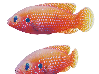 Pair of Vibrant Orange Tropical Fish With White Spots And Blue Eyes Swimming 3d model
