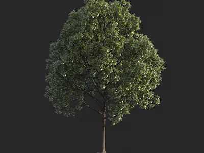 Single Lush Green Tree With Dense Foliage Strong Trunk And Branches 3d model