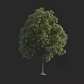 Single Lush Green Tree With Dense Foliage Strong Trunk And Branches 3d model