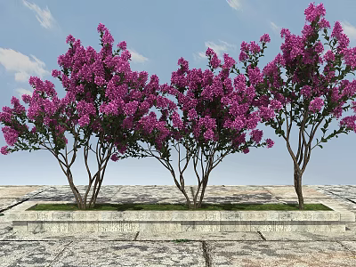 Multiple Flowering Trees With Purple Blooms In Stone Planter On Paved Ground 3d model