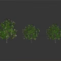 Three Green Leafy Trees of Different Sizes on White Background