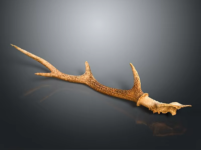 Natural Deer Antler With Brown Texture And Shiny Surface On Black Background 3d model