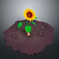 Vibrant Sunflower Plant Growing with Green Leaves in Soil and Small Stones