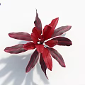 Vibrant Red And Purple Variegated Leaves Display On White Background With Soft Shadow