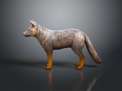 Standing Gray Fox Model With Detailed Textured Coat Brown Legs And Shiny Reflection 3d model