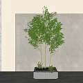 Tall Green Bamboo Plants In White Rectangular Planter With Small Green Plants Against Gray Wall