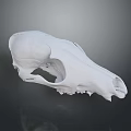 White Animal Skull Organ Structure Displayed On Dark Background With Detailed Bone Texture