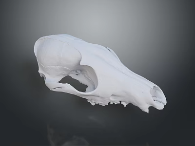 White Animal Skull Organ Structure Displayed On Dark Background With Detailed Bone Texture 3d model