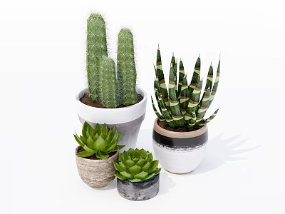 Different Bonsai Potted Plants with Cactus Aloe Vera Succulents in Decorative Ceramic Pots 3d model