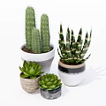 Different Bonsai Potted Plants with Cactus Aloe Vera Succulents in Decorative Ceramic Pots