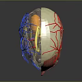 3D Rendering of Human Head Anatomy Showing Brain Muscles and Blood Vessels
