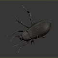 Dark Colored Beetle Model With Long Antennae Textured Body And Long Legs On Gray Background
