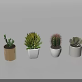 Various Potted Succulents And Cactus In White Gold Decorative Planters