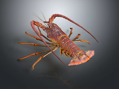 Vibrant Red Lobster With Long Antennae Large Claws On Dark Background 3d model