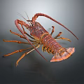 Vibrant Red Lobster With Long Antennae Large Claws On Dark Background