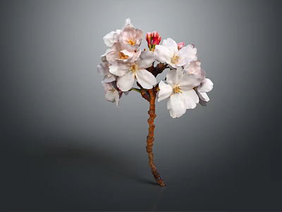 Beautiful Cherry Blossom Bouquet With White Pink Flowers Red Bud Brown Stem And Grey Background 3d model