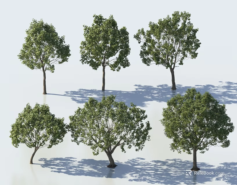 Multiple Trees With Various Shapes And Lush Canopies Casting Shadows On Light Background 3d model