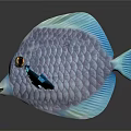 Vibrant Purple And Blue Disc Fish With Iridescent Scales And Orange Eye On Dark Background