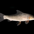 Silver Freshwater Fish With Streamlined Body Scales Fins And Tail On Black Background