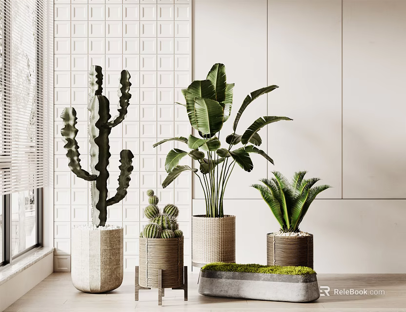 Indoor Bonsai Potted Plants With Cactus Banana Leaf Fern In Woven Ceramic Pots And Stone Tray 3d model 