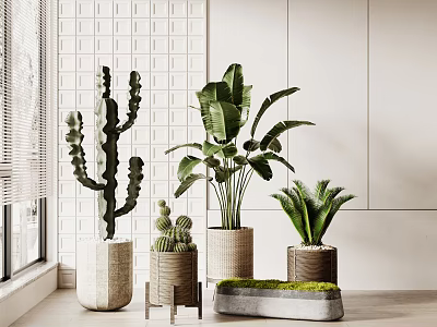 Indoor Bonsai Potted Plants With Cactus Banana Leaf Fern In Woven Ceramic Pots And Stone Tray 3d model