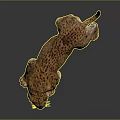 Leopard With Spotted Fur In Walking Stance Isolated On Gray Background