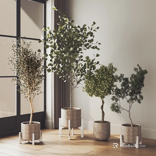 Indoor Bonsai Potted Plants With Concrete Pots Near Window And Light Wall 3d model 