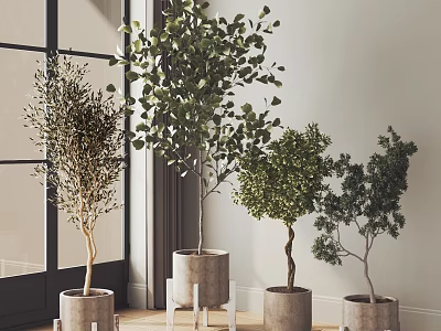 Indoor Bonsai Potted Plants With Concrete Pots Near Window And Light Wall 3d model