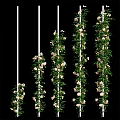 Vibrant Climbing Flowers With Green Vines On White Poles For Vertical Garden Decoration