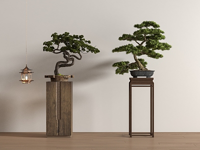 New Chinese Pine Bonsai 3d model