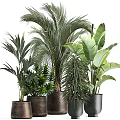 Bonsai Potted Plants Featuring Lush Green Tropical Leaves For Indoor Decoration