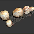 Brown Mushroom Plants with Caps and Stems on Dark Base and Background
