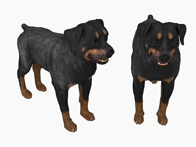 Two Black Rottweiler Dogs Standing With Brown Markings And Friendly Expressions 3d model