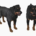 Two Black Rottweiler Dogs Standing With Brown Markings And Friendly Expressions