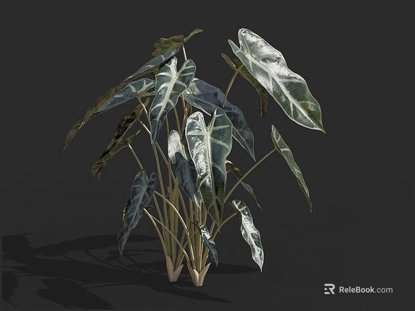 Elegant Tropical Green Plant With Large Variegated White And Green Leaves On Dark Background 3d model 