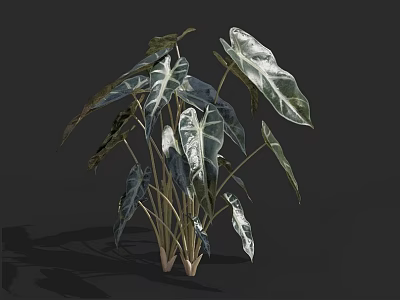 Elegant Tropical Green Plant With Large Variegated White And Green Leaves On Dark Background 3d model