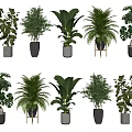 Various Decorative Bonsai Potted Plants With Different Leaf Shapes And Pot Designs
