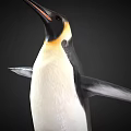 Emperor Penguin With Yellow Neck Black White Plumage And Spread Wings