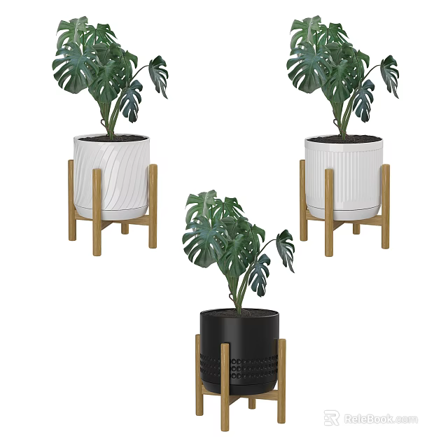 Modern Potted Monstera Plants With White Black Pots And Wooden Stands 3d model 