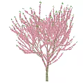 Beautiful Blooming Arbor Tree With Pink Flowers On Branches And Light Blue Background
