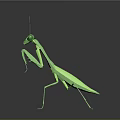 Modern Mantis Cartoon Mantis Animation Mantis Knife 3d model