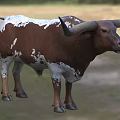 Brown And White Reptile With Large Horns Standing On Green Grass Field