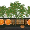 Flower Planters in Garden With Orange Trees Slice Decorations and Wooden Fence